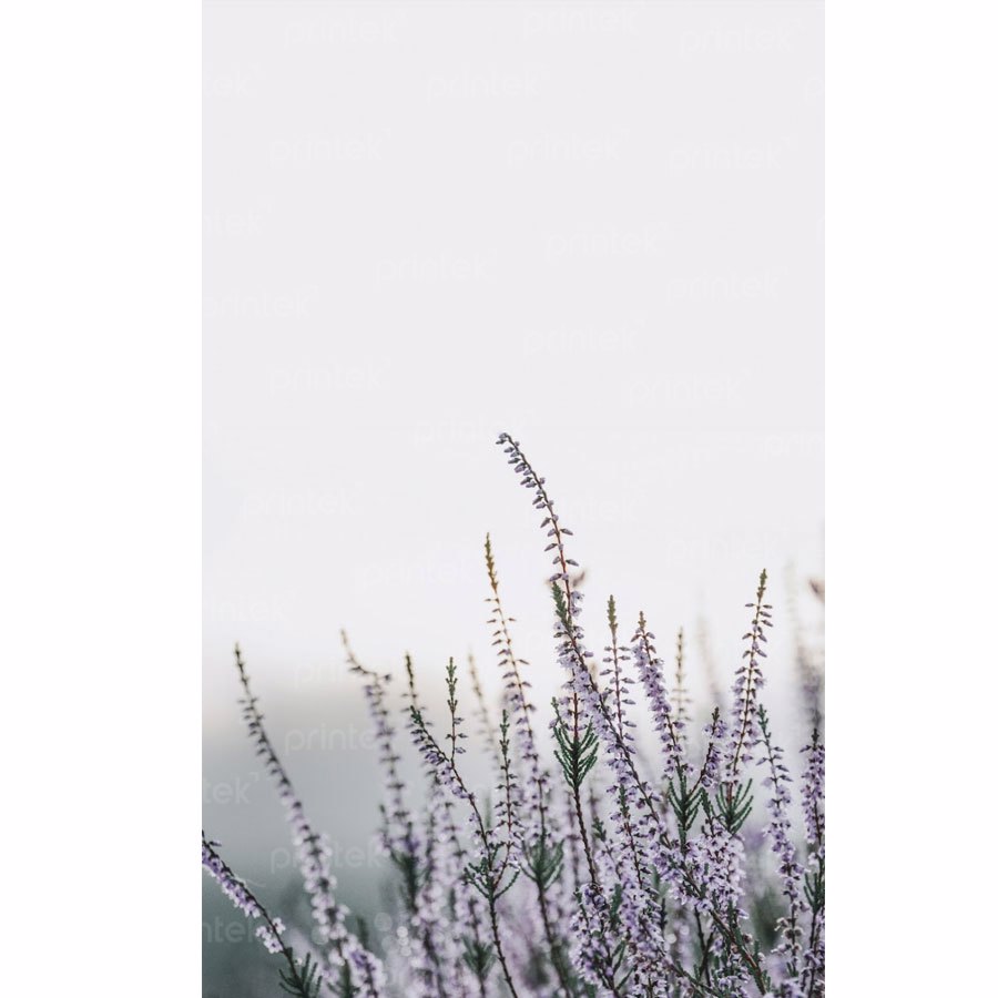 Tranh phong cảnh đồng hoa lavender , đã có khung - PC781